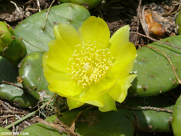 Eastern Prickly-pear (Opuntia humifusa) flower