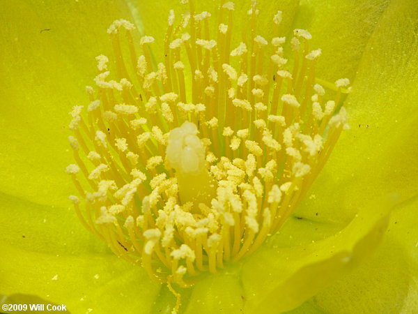 Eastern Prickly-pear (Opuntia humifusa) flower