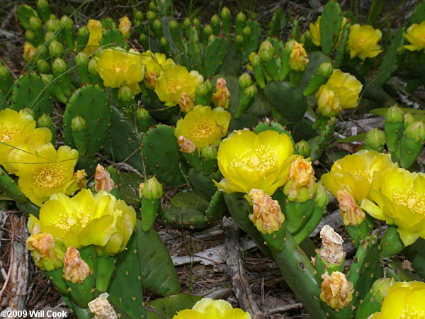 Eastern Prickly-pear (Opuntia humifusa) flower