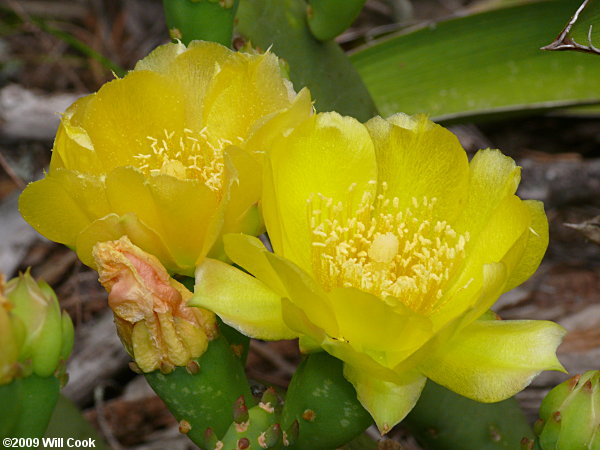 Eastern Prickly-pear (Opuntia humifusa) flower