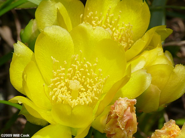 Eastern Prickly-pear (Opuntia humifusa) flower