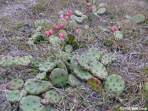 Eastern Prickly-pear (Opuntia humifusa)