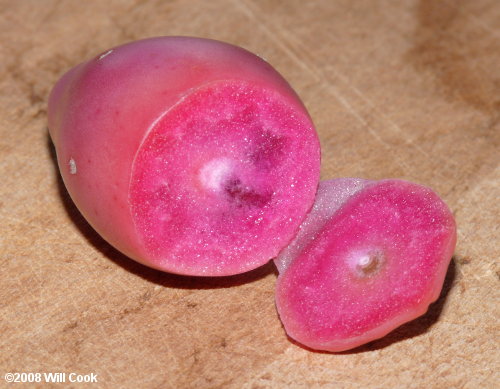 Eastern Prickly-pear (Opuntia humifusa) fruit