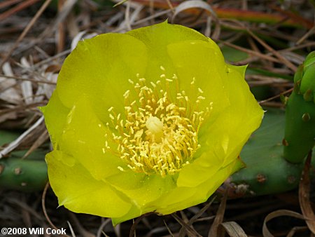 Eastern Prickly-pear (Opuntia humifusa) flower