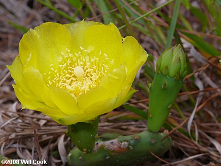 Eastern Prickly-pear (Opuntia humifusa) flower