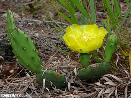 Eastern Prickly-pear (Opuntia humifusa) flower