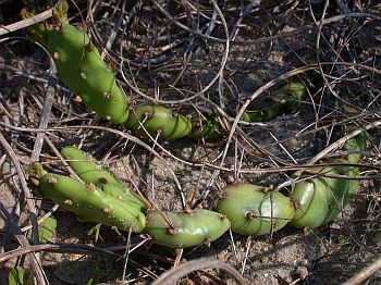 Dune Prickly-pear (Opuntia pusilla)