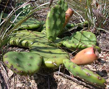 Eastern Prickly-pear (Opuntia humifusa) fruit