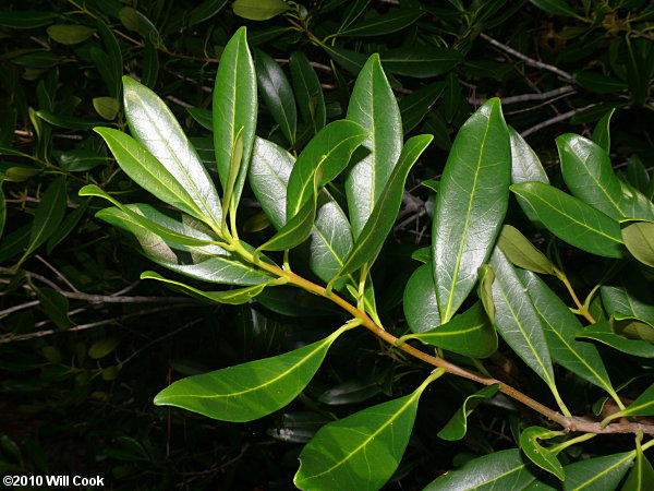 Devilwood (Osmanthus americanus) leaves