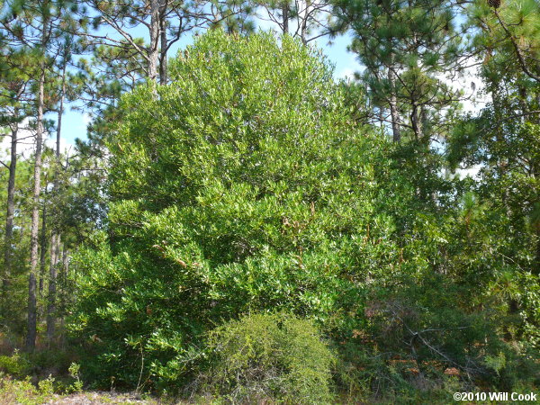 Devilwood (Osmanthus americanus)