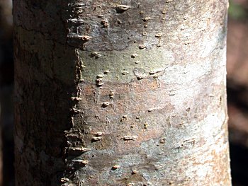 Devilwood (Osmanthus americanus) bark