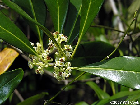 Devilwood (Osmanthus americanus) flowers