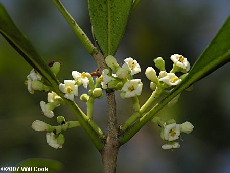 Devilwood (Osmanthus americanus) flowers
