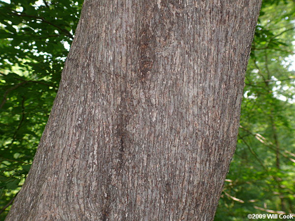 Hophornbeam (Ostrya virginiana) bark