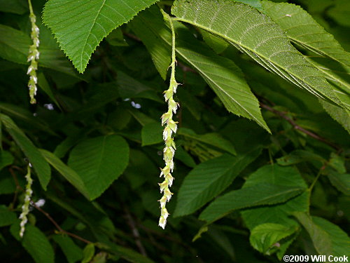 Hophornbeam (Ostrya virginiana)