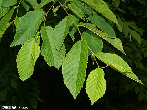 Hophornbeam (Ostrya virginiana)