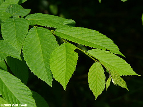 Hophornbeam (Ostrya virginiana)