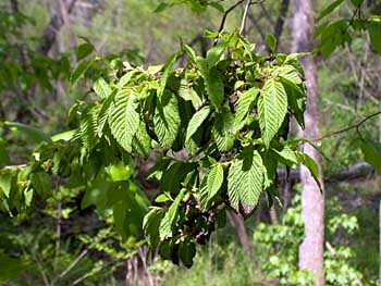 Hophornbeam (Ostrya virginiana)