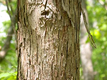 Hophornbeam (Ostrya virginiana)