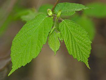 Hophornbeam (Ostrya virginiana)