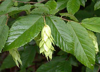 Hophornbeam (Ostrya virginiana)