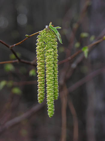 Hophornbeam (Ostrya virginiana)