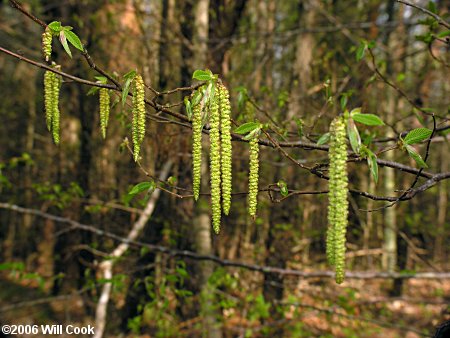 Hophornbeam (Ostrya virginiana)