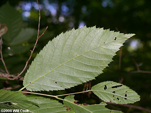 Hophornbeam (Ostrya virginiana)