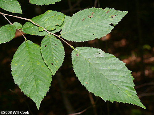 Hophornbeam (Ostrya virginiana)