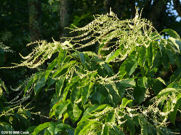 Sourwood (Oxydendrum arboreum)