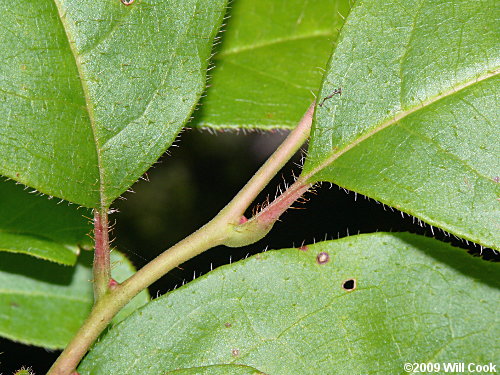 Sourwood (Oxydendrum arboreum)