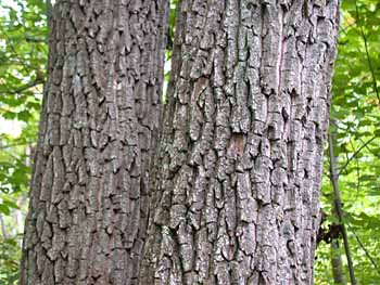 Sourwood (Oxydendrum arboreum) bark