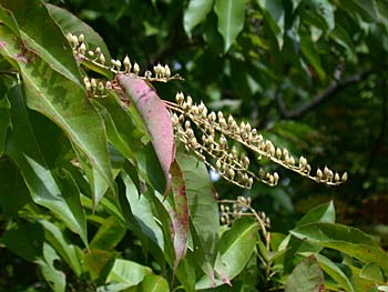 Sourwood (Oxydendrum arboreum)