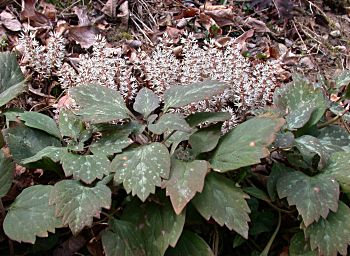 Allegheny-spurge (Pachysandra procumbens)