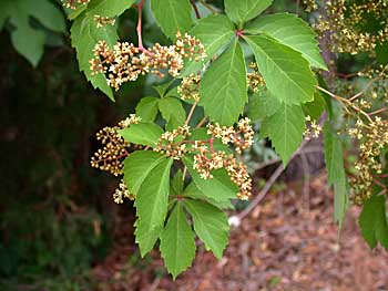 Virginia Creeper (Parthenocissus quinquefolia)