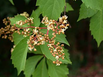 Virginia Creeper (Parthenocissus quinquefolia)