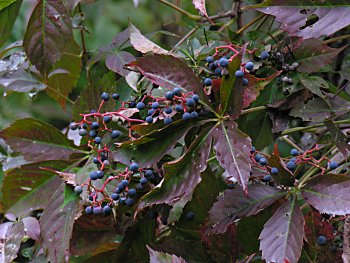 Virginia Creeper (Parthenocissus quinquefolia)