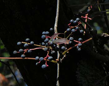 Virginia Creeper (Parthenocissus quinquefolia)