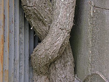 Virginia Creeper (Parthenocissus quinquefolia)