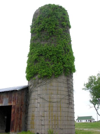 Virginia Creeper (Parthenocissus quinquefolia)