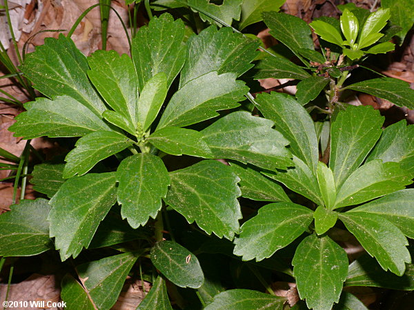 Japanese Pachysandra (Pachysandra terminalis)