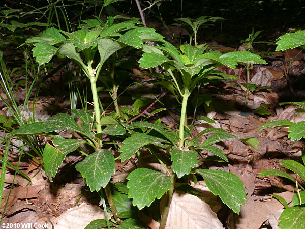 Japanese Pachysandra (Pachysandra terminalis)