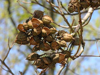 Princesstree (Paulownia tomentosa)