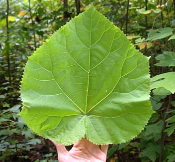 Princesstree (Paulownia tomentosa)