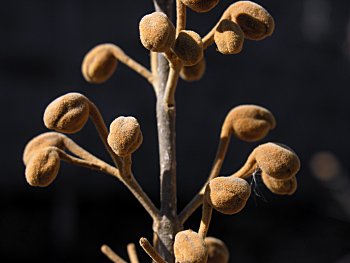Princesstree (Paulownia tomentosa)