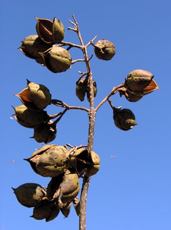 Princesstree (Paulownia tomentosa)