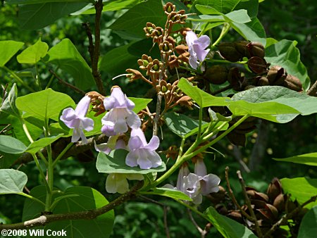 Princesstree (Paulownia tomentosa) flowers leaves