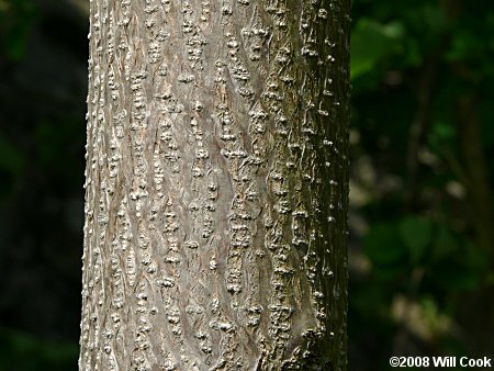 Princesstree (Paulownia tomentosa) bark