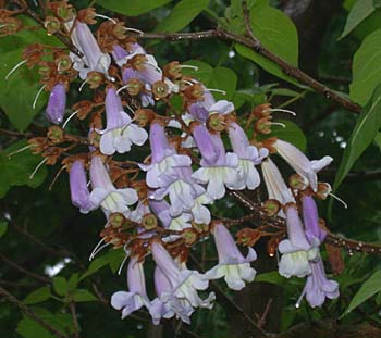 Princesstree (Paulownia tomentosa)