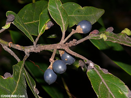 Swamp Bay (Persea palustris) fruits